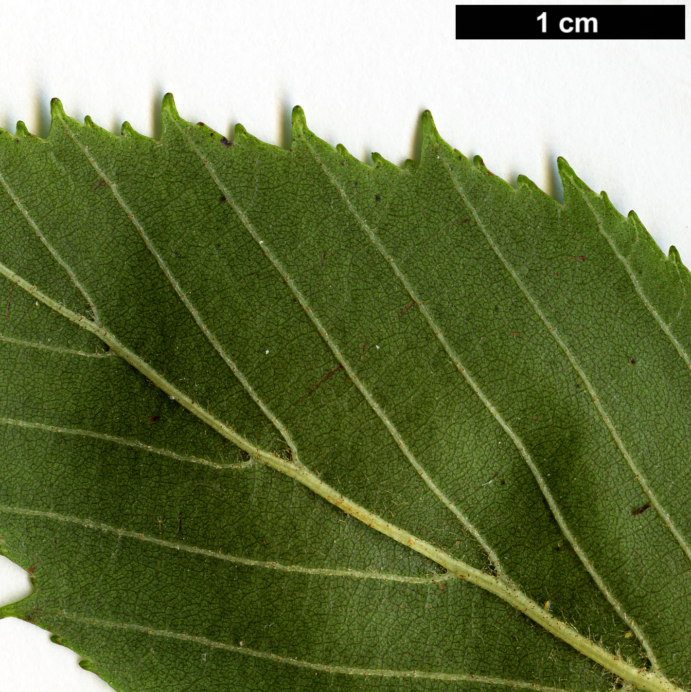 High resolution image: Family: Betulaceae - Genus: Alnus - Taxon: acuminata